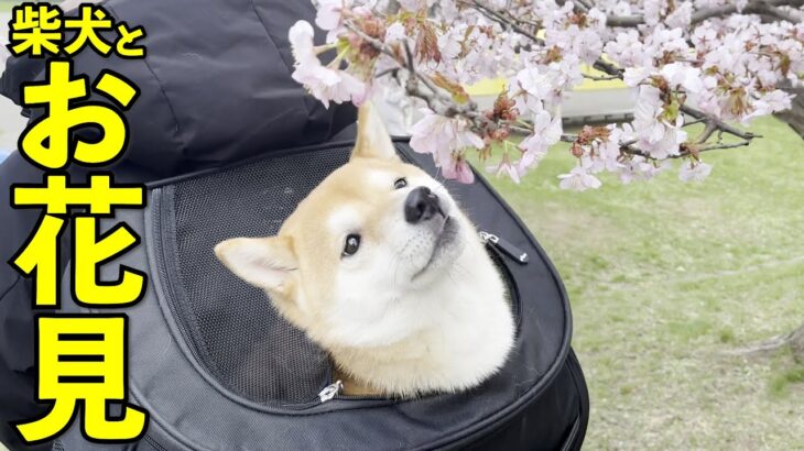 【おもしろ】犬用リュックに柴犬を入れて自転車で桜を見に行きました