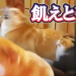 【犬猫アテレコ】猫が大技を決める！天地極滅波動の一閃