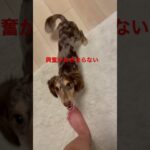 興奮 #ちまやま #ふわもこ部 #ダックス #多頭飼い #癒し犬 #いぬのいる暮らし #やまと #ちまき #チワックス #愛犬