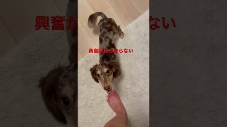 興奮 #ちまやま #ふわもこ部 #ダックス #多頭飼い #癒し犬 #いぬのいる暮らし #やまと #ちまき #チワックス #愛犬