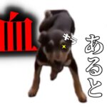 鍛え抜かれた犬たち５選　【おもしろ、癒し】