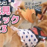 【犬猫アテレコ】お花見！他犬に翻弄されるコーギー＆冷静な柴犬