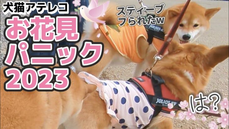 【犬猫アテレコ】お花見！他犬に翻弄されるコーギー＆冷静な柴犬