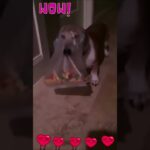 犬のハプニング動画を見ることで、​癒し効果があるとされています。​犬の動画を観た人は、​不安感が軽減され、​幸福感やポジティブ効果が高くなるといいます