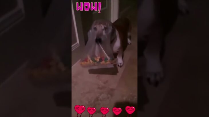 犬のハプニング動画を見ることで、​癒し効果があるとされています。​犬の動画を観た人は、​不安感が軽減され、​幸福感やポジティブ効果が高くなるといいます