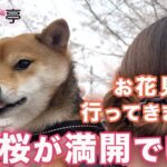 【豆柴犬】かわいい豆柴子犬✨はじめてのお花見🌸まめしば亭ブログ・vlog