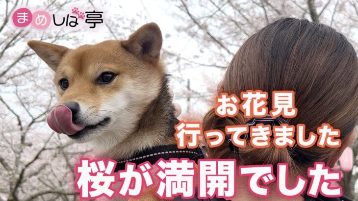 【豆柴犬】かわいい豆柴子犬✨はじめてのお花見🌸まめしば亭ブログ・vlog