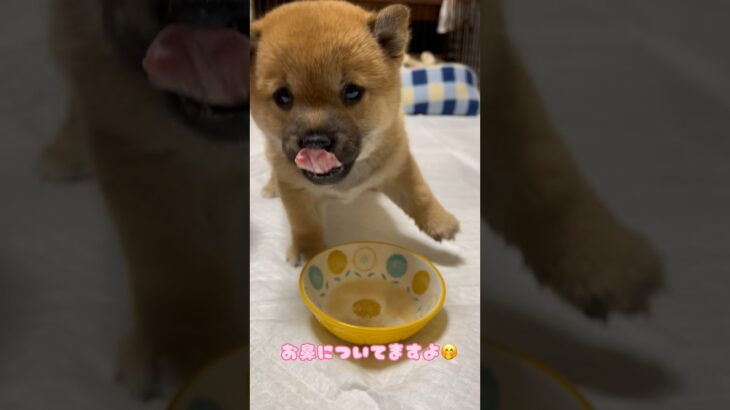 【豆柴犬】子犬たちのかわいいご飯タイム🍚まめしば亭ブログvlog #shorts