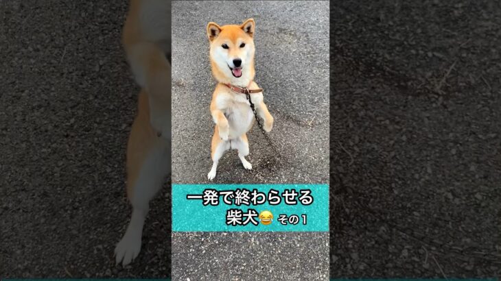 一発で終わらせる犬😂 その1 おもしろ可愛いすぎる柴犬🥰 shorts #犬 #おもしろ #かわいい #爆笑 #柴犬 #shibainu #dog #cute