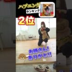 やんちゃ犬くうちゃんのハプニングベスト3😂#保護犬 #多頭飼い #ハプニング