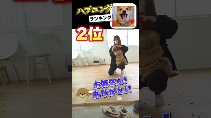 やんちゃ犬くうちゃんのハプニングベスト3😂#保護犬 #多頭飼い #ハプニング