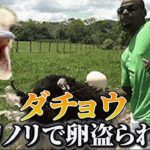 【神回】犬猫の面白動画にツッコミどころ満載なアフレコしてみたｗｗｗ【動物】【ダチョウ】【ハプニング映像】#6