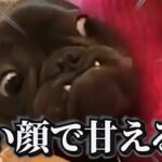 【神回】犬猫の面白動画にツッコミどころ満載なアフレコしてみたｗｗｗ【動物】【ダチョウ】【ハプニング映像】#7