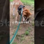 【柴犬・子犬】とてもくわえきれない枝で遊ぶ柴犬がかわいい | A cute Shiba Inu playing with a branch that can’t be picked up