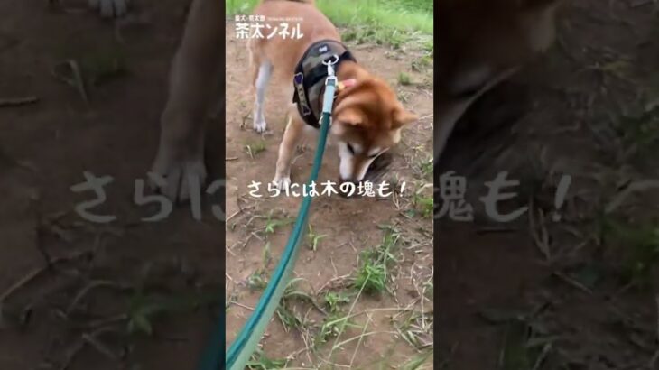 【柴犬・子犬】とてもくわえきれない枝で遊ぶ柴犬がかわいい | A cute Shiba Inu playing with a branch that can’t be picked up