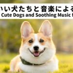 【BGM】かわいい犬たちと癒しの音楽でリラックスしましょう　Relax with Cute Dogs and Soothing Music for Healing