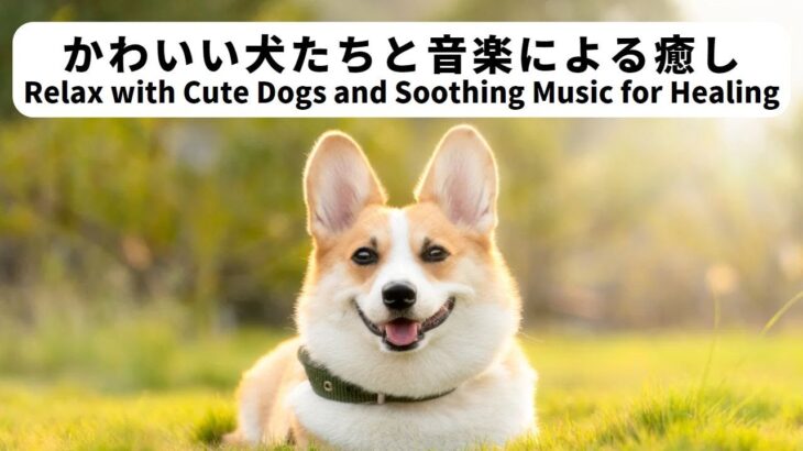 【BGM】かわいい犬たちと癒しの音楽でリラックスしましょう　Relax with Cute Dogs and Soothing Music for Healing