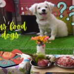 How learn to cook for puppies part 6 – かわいい子犬のための料理エピソード 6