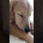 かわいい寝顔をずっと見ていたい  I want to see your cute sleeping face all the time. #ゴールデンレトリバー #goldenretriever