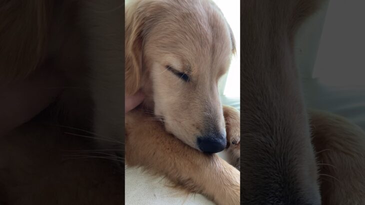 かわいい寝顔をずっと見ていたい  I want to see your cute sleeping face all the time. #ゴールデンレトリバー #goldenretriever