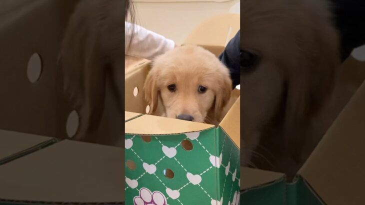 かわいい子犬がお家に来た日 The day a cute puppy came to my house #ゴールデンレトリバー #goldenretriever #生後2ヶ月