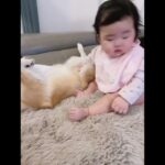 赤ちゃんと仲良しワンコ。わちゃわちゃしてたら、まさかのハプニング。 #baby #dog #赤ちゃん #あかちゃんのいる生活 #赤ちゃんと犬