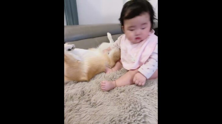 赤ちゃんと仲良しワンコ。わちゃわちゃしてたら、まさかのハプニング。 #baby #dog #赤ちゃん #あかちゃんのいる生活 #赤ちゃんと犬