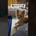 寝る前のチワワのちょこたん #かわいい子犬 #ちわわ #こいぬ #dog #cute #doglover #かわいい #おうち時間 #フェイント #おうち時間