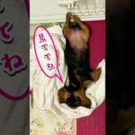 [生後４ヶ月] 脚を組む子犬。 [ ミニチュアダックスフンド ] #dog #ワンコ #かわいい犬 #dachshund #子犬の成長記録  #子犬 #shorts