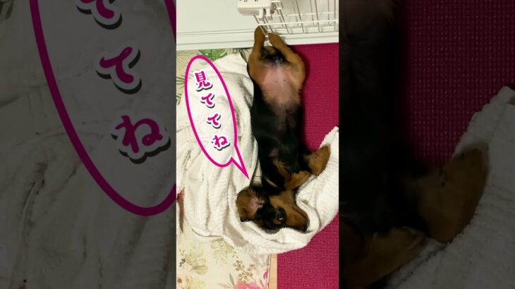 [生後４ヶ月] 脚を組む子犬。 [ ミニチュアダックスフンド ] #dog #ワンコ #かわいい犬 #dachshund #子犬の成長記録  #子犬 #shorts