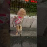 【癒し】お散歩中の猫探し#dog #shorts #犬のいる暮らし #犬