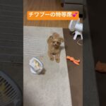 #ちわぷー #おすすめ #かわいい #かわいい犬 #dog #shorts