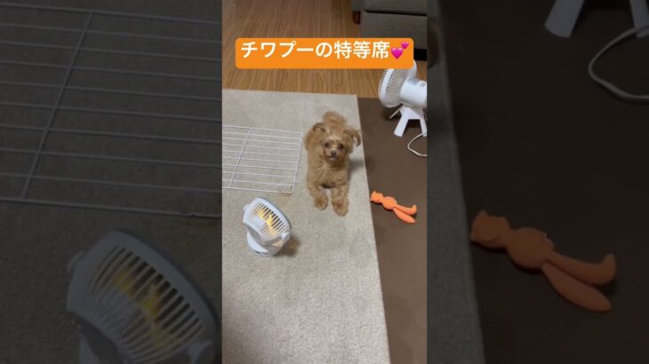 #ちわぷー #おすすめ #かわいい #かわいい犬 #dog #shorts