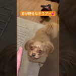 #ちわぷー #おすすめ #かわいい #かわいい犬 #dog#shorts