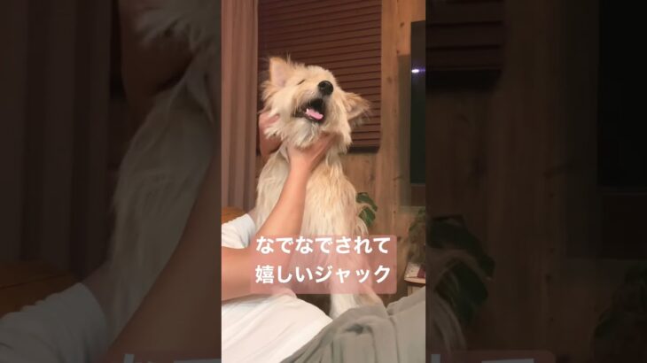 【雑種犬】かわいいジャック#shorts #雑種犬