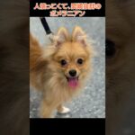 かわいい犬紹介 人懐っこくて、愛嬌抜群のポメラニアン🐩【横浜ペットショップ ベルドック】#shorts #犬のいる暮らし