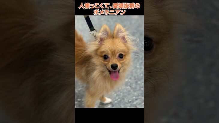 かわいい犬紹介 人懐っこくて、愛嬌抜群のポメラニアン🐩【横浜ペットショップ ベルドック】#shorts #犬のいる暮らし