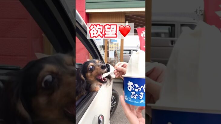 欲望が止まらない犬 #shorts #犬 #食べたい #欲望