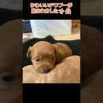 かわいいチワプー (チワワ×プードル)が産まれました🐶 #shorts #犬のいる暮らし【茂原市の大型犬専門ブリーダー直売店 GRAND INU FARM】