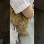 【超癒し】病院の先生が大好きすぎてブンブンまる🤭#shorts #dog #癒し #犬 #犬のいる暮らし