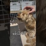 【癒し】快感を味わうイッヌ#shorts #dog #犬のいる暮らし #癒し