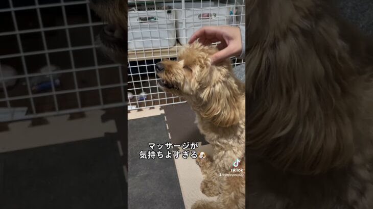 【癒し】快感を味わうイッヌ#shorts #dog #犬のいる暮らし #癒し