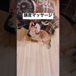 頭皮マッサージうける犬#shorts #犬動画 #dogshorts #犬おもしろ動画