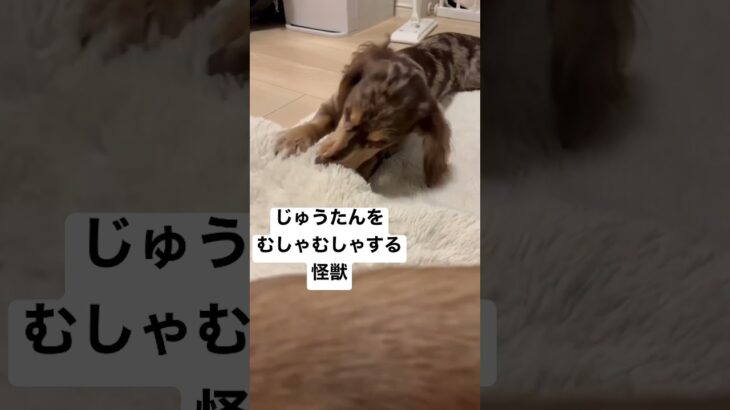 怪獣 #ちまやま #ふわもこ部 #ダックス #多頭飼い #癒し犬 #いぬのいる暮らし #やまと #チワックス #愛犬 #ちまき