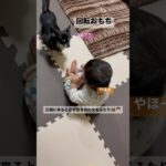 回転おもちと実は気になるビビり犬ビビ 多頭飼いと育児の日常 #癒し #犬 #いぬすたぐらむ #多頭飼い #チワワ #赤ちゃんと犬 #犬と赤ちゃん