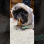 ⁡【デンタルケアを怠らない】#犬 #チワワ #ペキニーズ #わんこ #癒し動画  ⁡⁡#デンタルケア