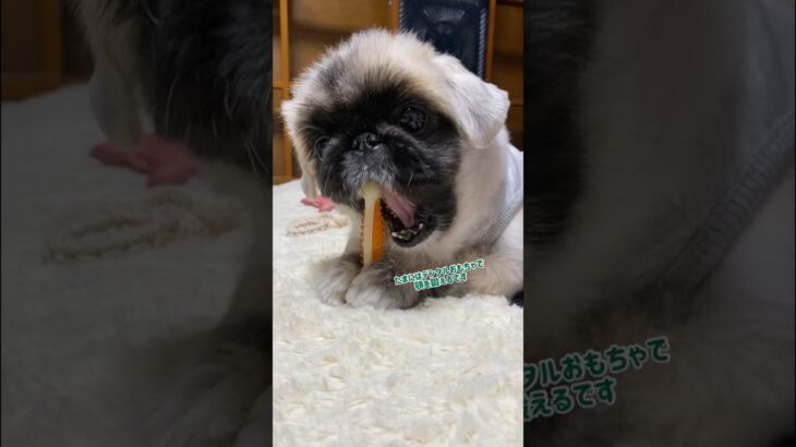 ⁡【デンタルケアを怠らない】#犬 #チワワ #ペキニーズ #わんこ #癒し動画  ⁡⁡#デンタルケア