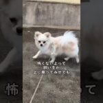 公園で子犬 が吠え出した相手とは… #ポメチワ #わんこ #犬のいる暮らし #犬のいる生活 #ミックス犬 #いぬのいる暮らし  #子犬 #ほにゃららさんちのつとむ君 #おもしろい犬  #かわいい子犬