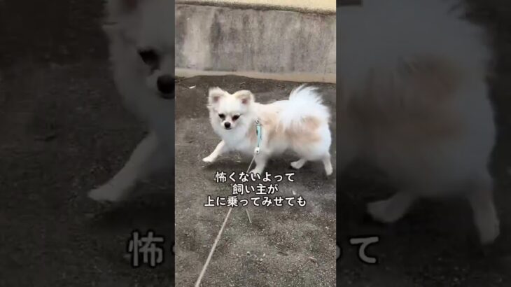 公園で子犬 が吠え出した相手とは… #ポメチワ #わんこ #犬のいる暮らし #犬のいる生活 #ミックス犬 #いぬのいる暮らし  #子犬 #ほにゃららさんちのつとむ君 #おもしろい犬  #かわいい子犬