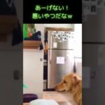 いぢわるな犬 ヨシオ